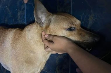 KES ROCKY SI ANJING SELESAI, MATI DIJERUT WANITA 'MENGAKU' PEMILIKNYA