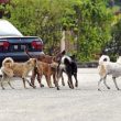 MANIFESTASI RAHMAH TERHADAP MAKHLUK ALLAH SWT DALAM PENGURUSAN ANJING LIAR